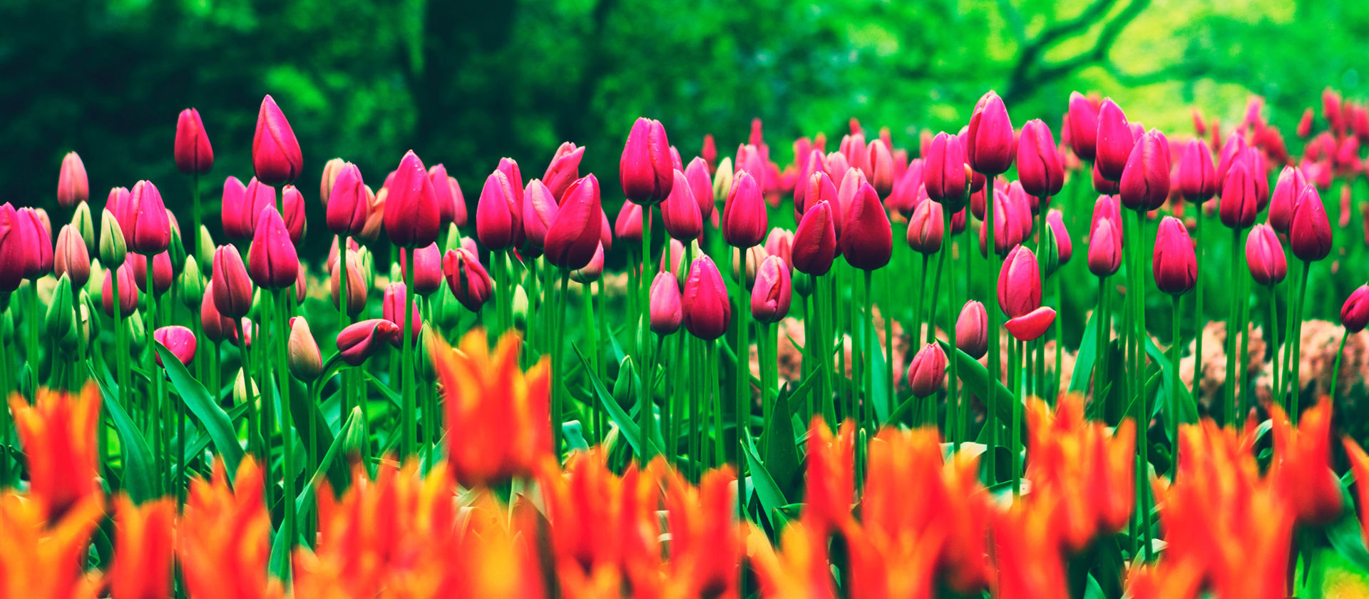 Arboretum in Arco Arboreto Arco Entdecke den Gardasee!